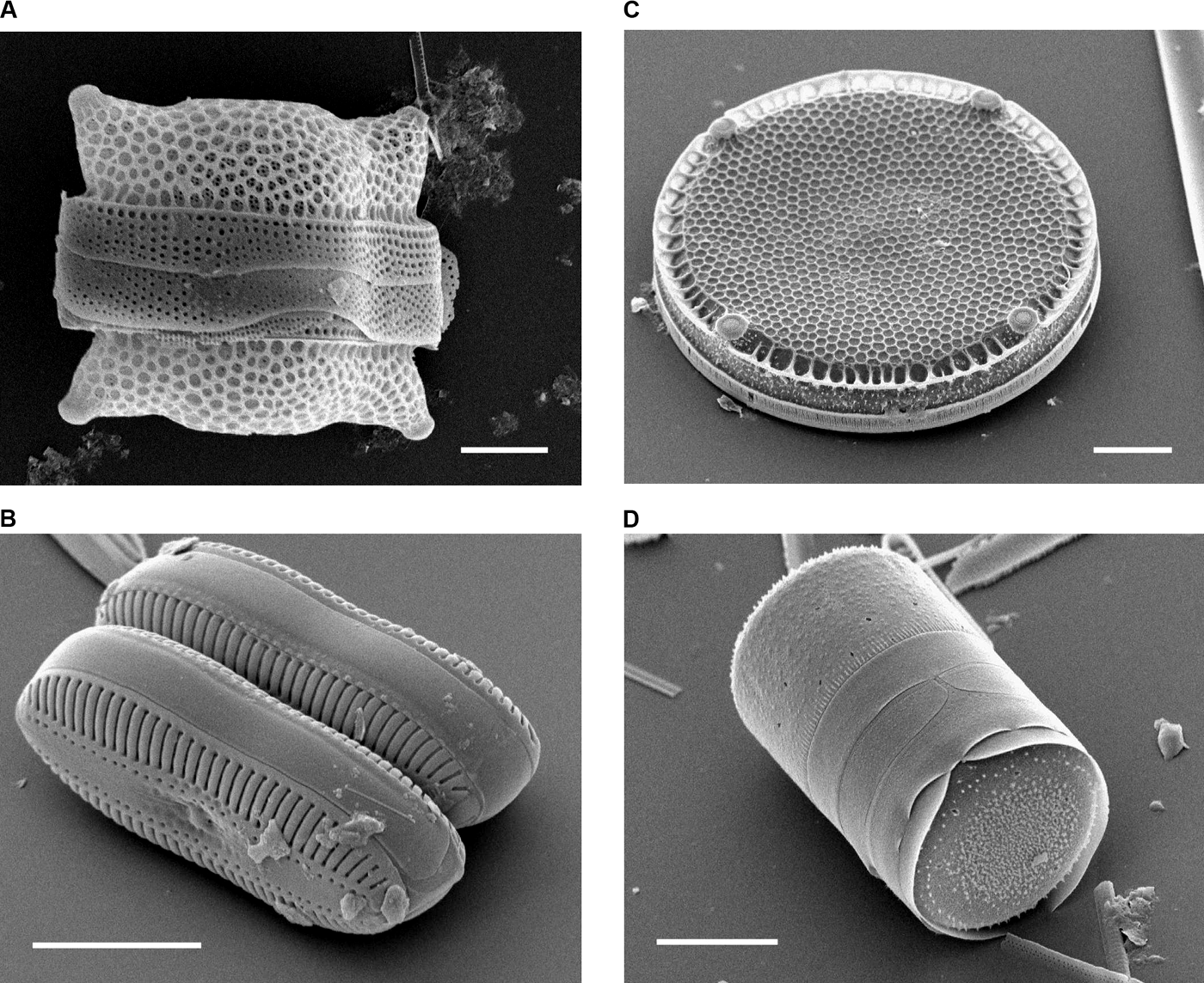 diatoms-sem