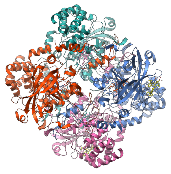 592px-catalase_structure