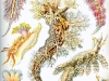 422px-haeckel_nudibranchia
