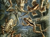 424px-haeckel_batrachia