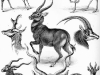 426px-haeckel_antilopina