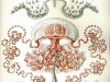 427px-haeckel_anthomedusae