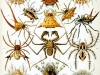 427px-haeckel_arachnida