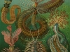 427px-haeckel_chaetopoda
