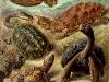 427px-haeckel_chelonia