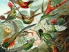 427px-haeckel_trochilidae