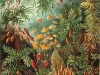 429px-haeckel_muscinae