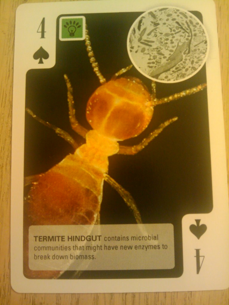Termite Hindgut