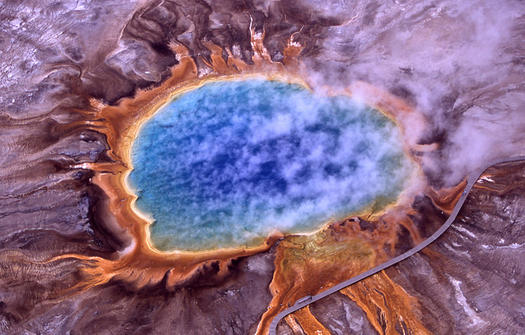 Archaea