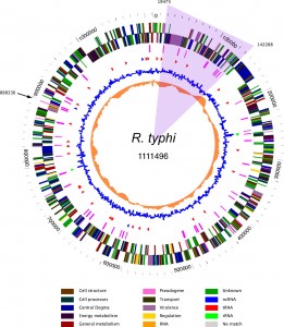 Rickettsia typi genome map. Credit: Virginia Bioinformatics Institute