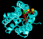 <em>C. freundii</em> DHAK structure. Cyan: ATP binding domain. Red: ATP. Green: ATP binding residues on the protein. Orange speres: Mg<sup>2+</sup> atoms