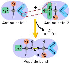 Formation of a peptide bond