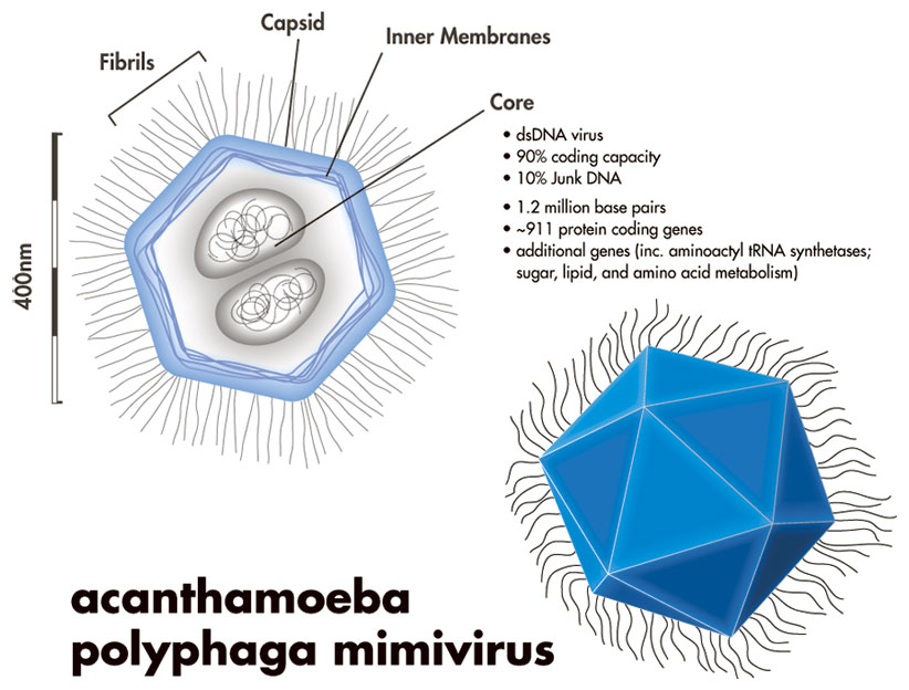 Mimivirus cutout. Wikimedia commons