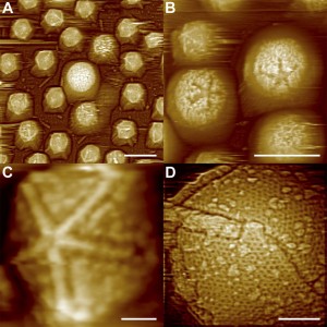 FM Images of Starfish-shaped Features on Defibered Mimiviruses  