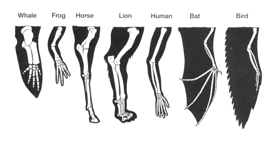 homology-limbs
