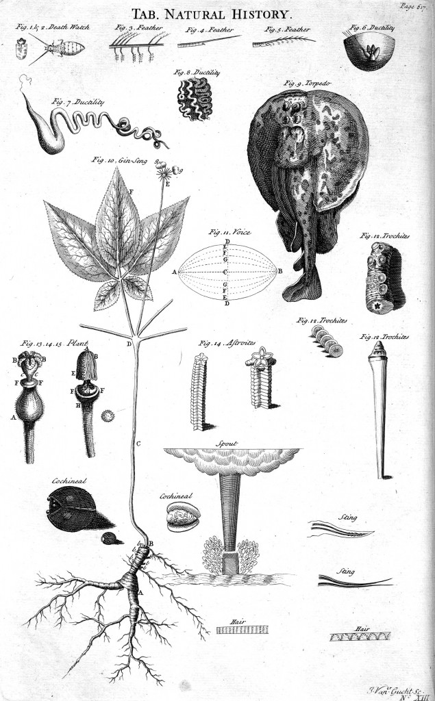 Tables of natural history, from the 1728 Cyclopaedia. Credit: wikimedia commons. 