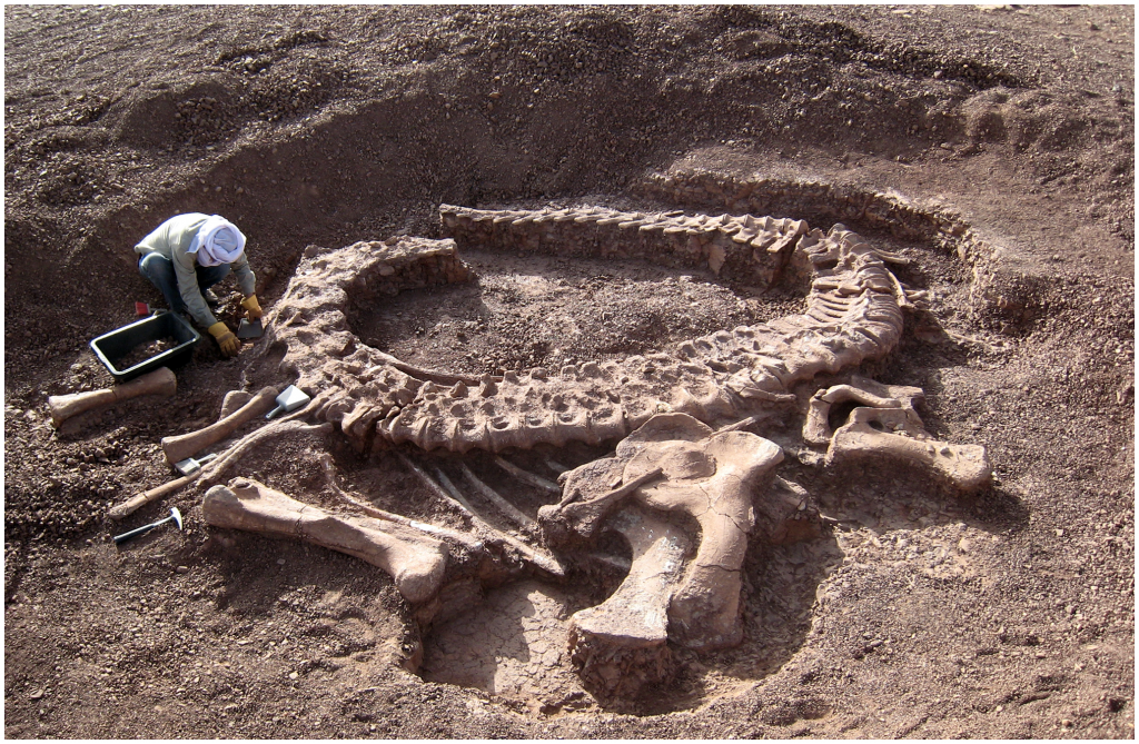 sauropod-skeleton