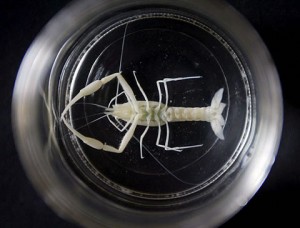 New scorpion species from Ayalon Cave