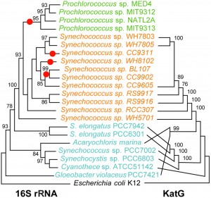 Comparison between the phylogenies of the catalase-peroxidase and small subunit rRNA genes for cyanobacteria with sequenced genomes. Although there are some differences in branching order between the two trees, the marine Synechococcus KatG proteins form a well-supported monophyletic clade, implying that this protein was present in the clade’s ancestor and was subsequently lost in several lineages (indicated by red dots on the rRNA tree), including Prochlorococcus. Green, representatives of the Prochlorococcus clade; orange, marine Synechococcus clade; cyan, other Cyanobacteria. Bootstrap values less than 75% are omitted. Only the tree topologies are shown; branch lengths do not represent genetic distances. 