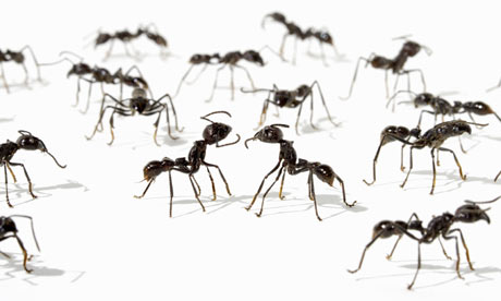 Ants-001
